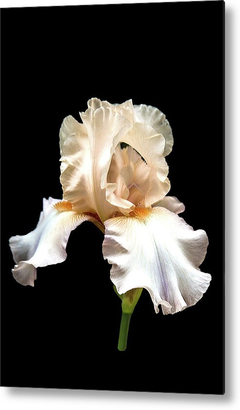 Flower Metal Print featuring the photograph Light Pink Iris by Mike Stephens