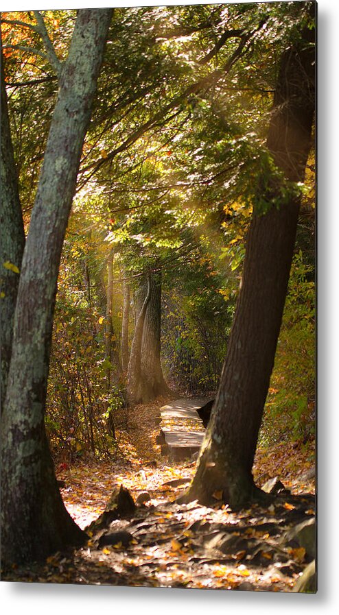 Landscape Metal Print featuring the photograph Lighting the Path by Brian Caldwell