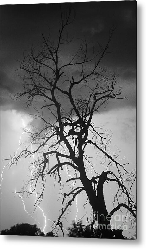 James Bo Insogna Metal Print featuring the photograph Lightning Tree Silhouette Portrait BW by James BO Insogna