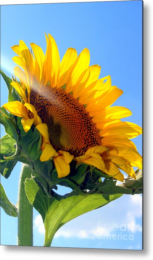 Sunflower Metal Print featuring the photograph Like A Sunflower by Kathy White