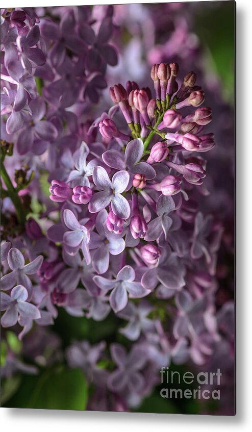 Lilacs Metal Print featuring the photograph Lilac Bouquet by Tamara Becker