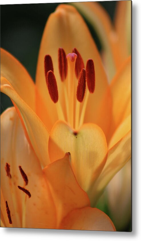 Lily Metal Print featuring the photograph Lily - American Cheerleader 15 by Pamela Critchlow