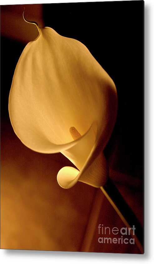 Calla Metal Print featuring the photograph Lily Flower Backlit by Gunther Allen