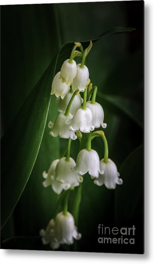 Lily Of The Valley Metal Print featuring the photograph Lily Of The Valley Bouquet by Tamara Becker