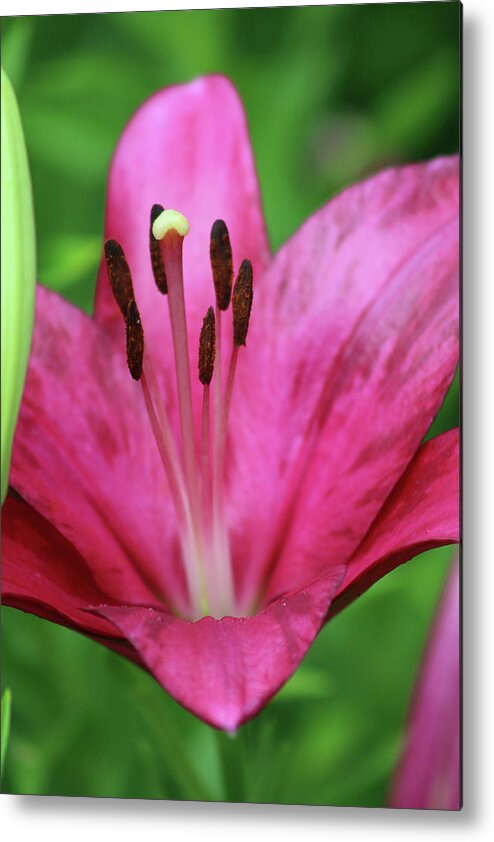 Lily Metal Print featuring the photograph Lily - Simply Spring 04 by Pamela Critchlow