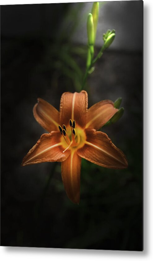 Lily Metal Print featuring the photograph Lily Spotlight by Judy Hall-Folde