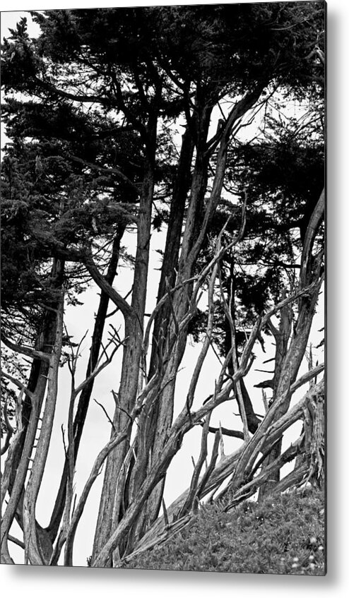 Monterey Pines Metal Print featuring the photograph Limbs by Jean Booth