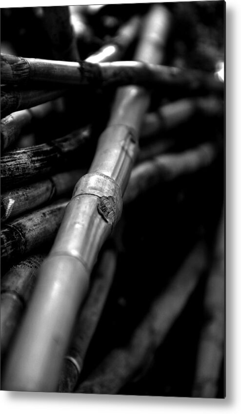 Cane Metal Print featuring the photograph Lines by Damijana Cermelj