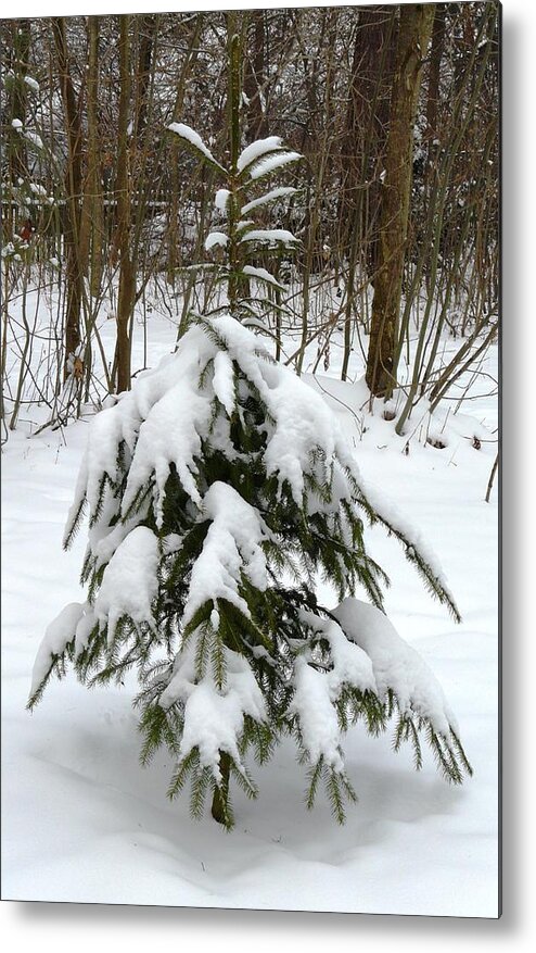 Christmas Metal Print featuring the photograph Little Christmas Tree by Valerie Ornstein