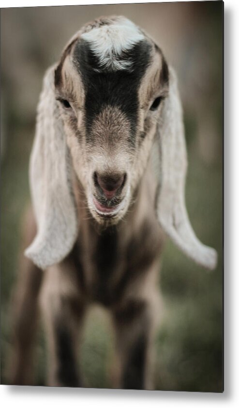 Kelly Hazel Metal Print featuring the photograph Little Goat in Color by Kelly Hazel