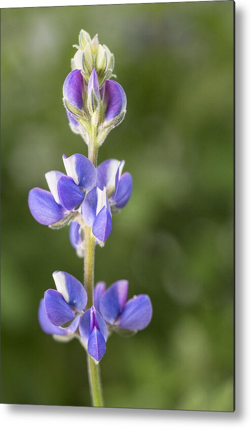 Lupine Metal Print featuring the photograph Little Lupine by Denise Bush