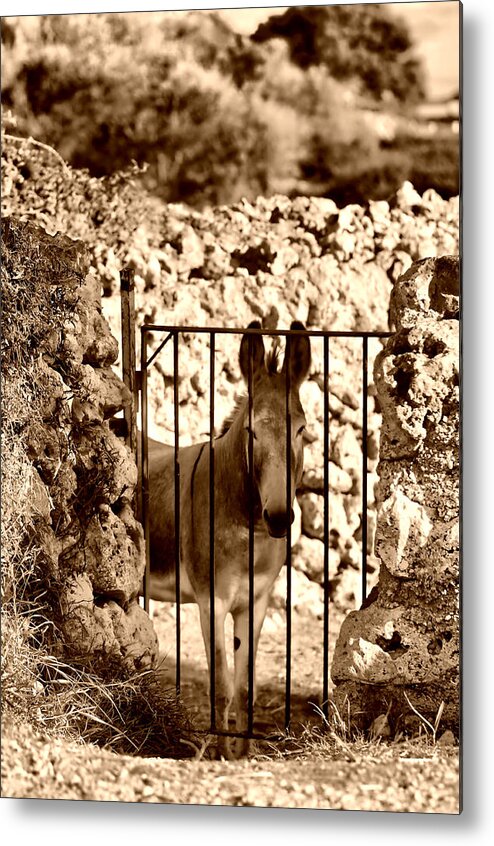 Animal Metal Print featuring the photograph Little Mediterranean Donkey In Sephia By Pedro Cardona by Pedro Cardona Llambias