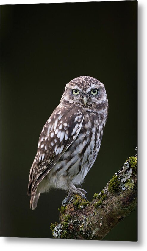 Little Owl Metal Print featuring the photograph Little Owl by Pete Walkden