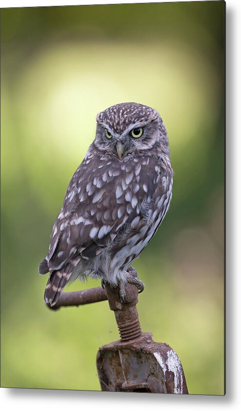 Little Owl Metal Print featuring the photograph Little Owl Pipe Bender by Pete Walkden