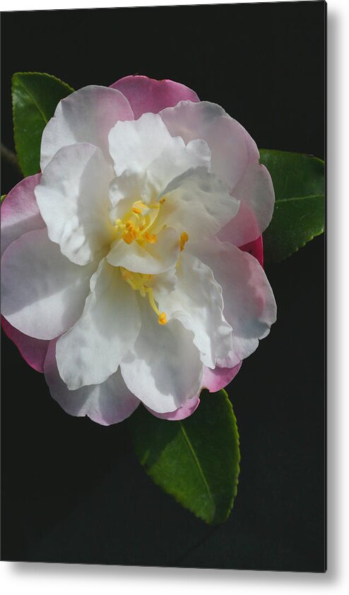 Little Pearl Camellia Metal Print featuring the photograph Little Pearl Camellia by Tammy Pool