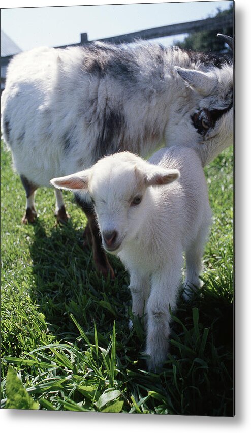 Baby Goat Metal Print featuring the photograph Little White Goat by Gregory Blank