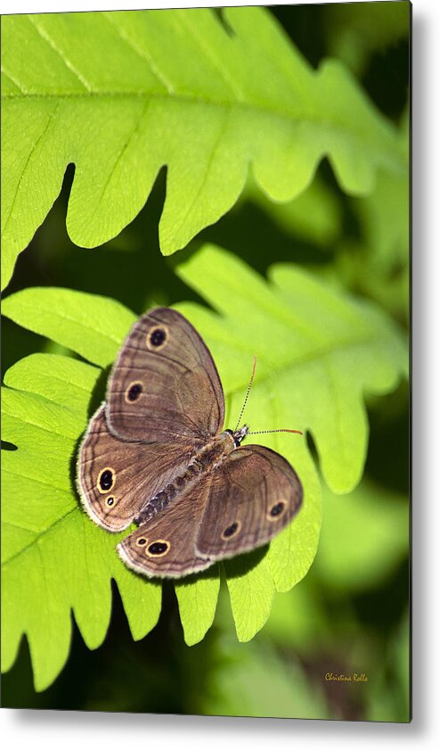 Butterflies Metal Print featuring the photograph Little Wood Satyr Butterfly by Christina Rollo