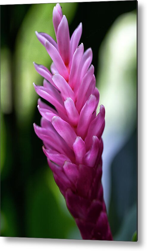 Granger Photography Metal Print featuring the photograph Lone Pink Ginger by Brad Granger