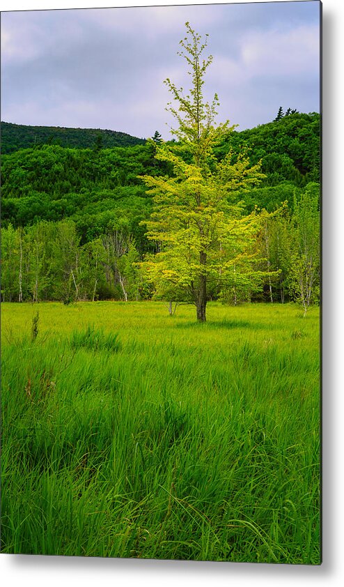 Acadia Metal Print featuring the photograph Lone Tree Sieur de Mont Woodland Acadia by Jeff Sinon