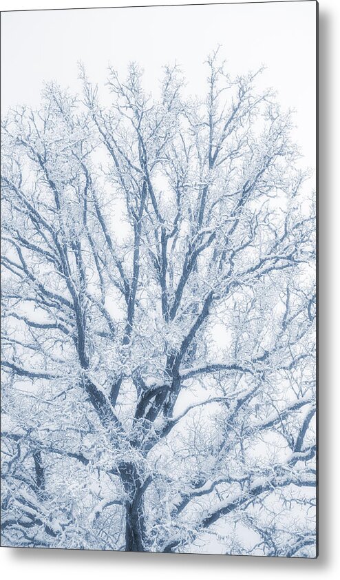 Oak Metal Print featuring the photograph lonely Oak tree in snowy, misty landscape by Christian Lagereek