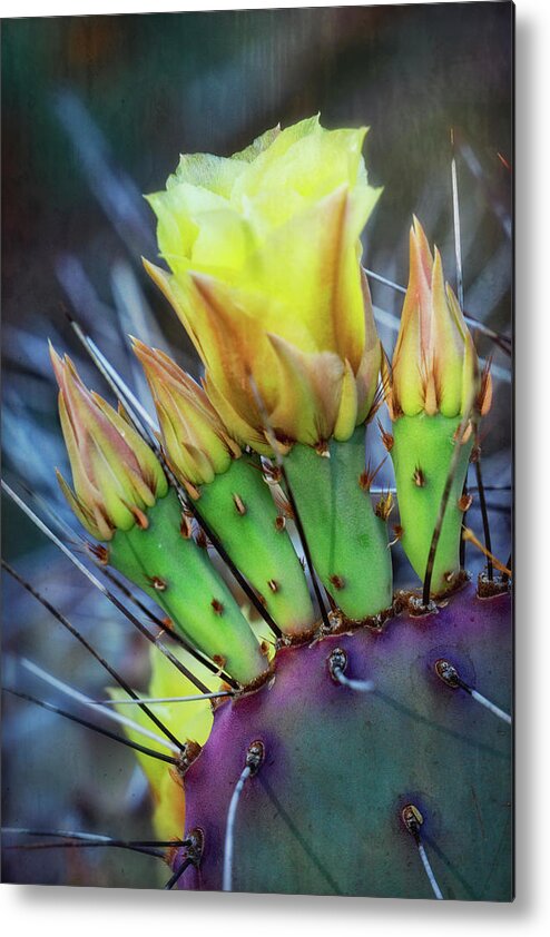 Prickly Pear Cactus Metal Print featuring the photograph Long Spined Prickly Pear Cactus by Saija Lehtonen