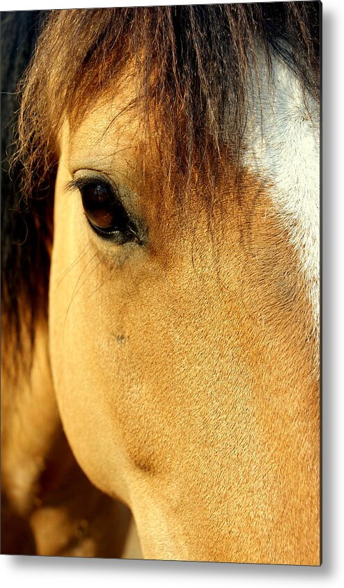 Brown Metal Print featuring the photograph Look Me in the Eye by Beth Collins