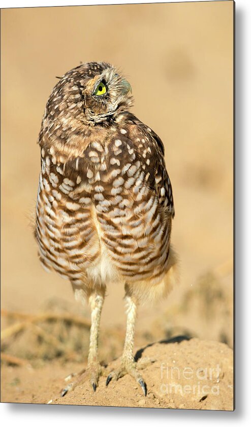 Owl Metal Print featuring the photograph Look Up by Michael Dawson