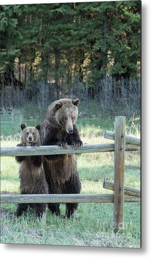 Bears Metal Print featuring the photograph Looking At You by Sandra Bronstein