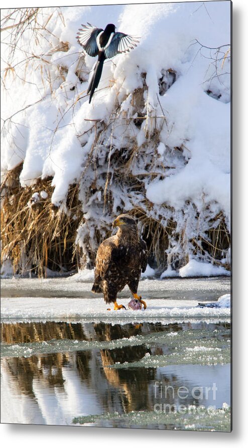 Bald Eagle Metal Print featuring the photograph Lookout Above by Michael Dawson