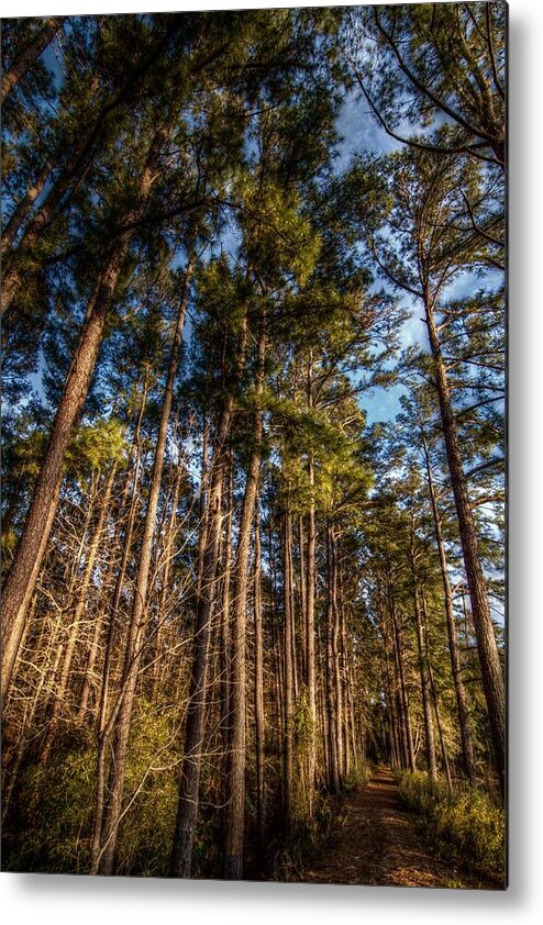 Hdr Metal Print featuring the digital art Lost in the Woods by Linda Unger