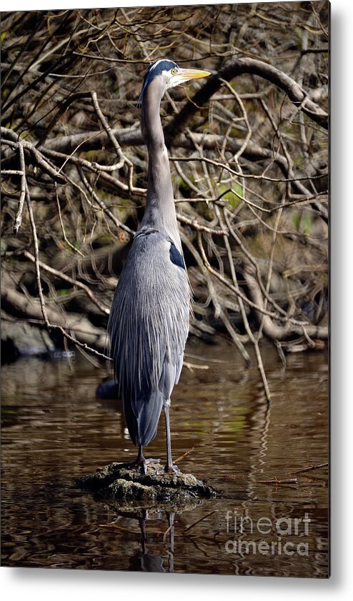 Terry Elniski Photography Metal Print featuring the photograph Lost Lagoon Great Blue Heron 3 by Terry Elniski
