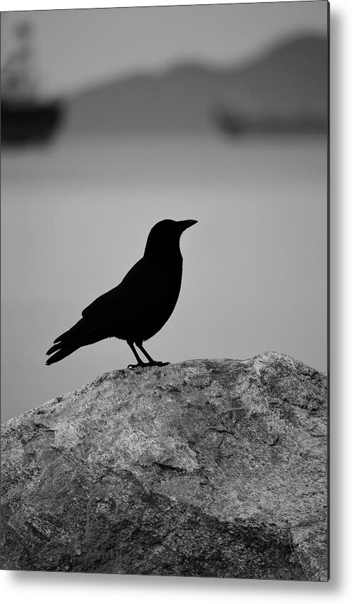 Birds Metal Print featuring the photograph Lost wings by J C