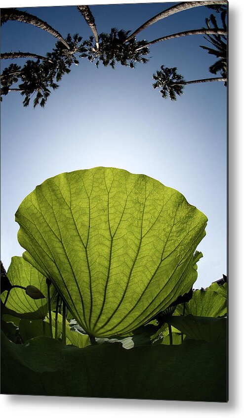 Lotus Leaf Metal Print featuring the photograph Lotus Leaf by Harry Spitz