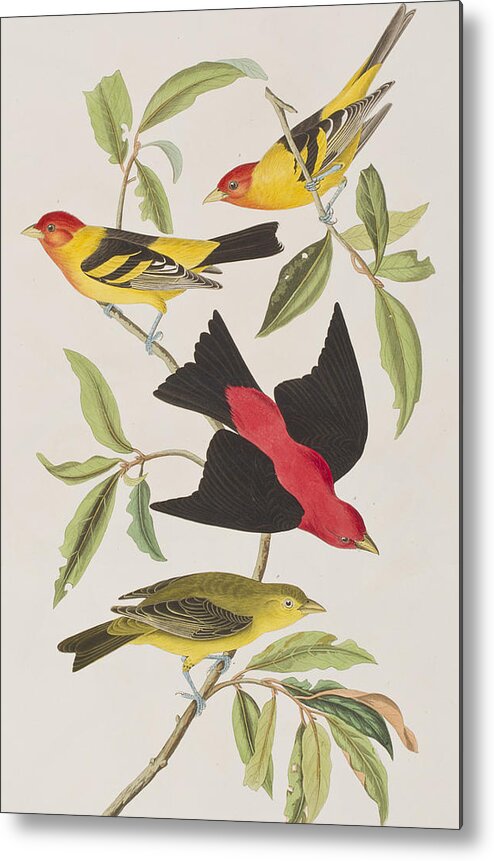 Louisiana Tanager Metal Print featuring the painting Louisiana Tanager or Scarlet Tanager by John James Audubon