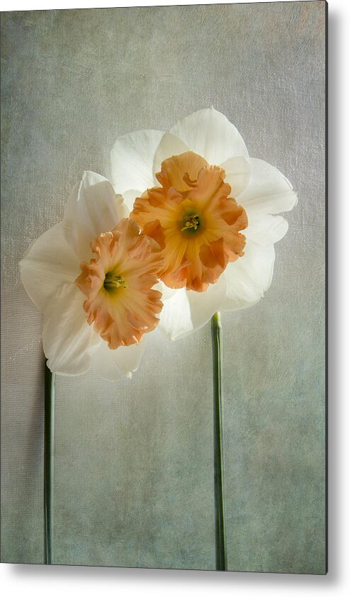 Daffodil Metal Print featuring the photograph Love In Bloom by Marina Kojukhova