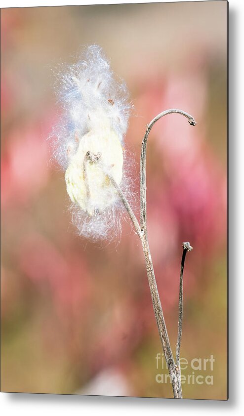 Flora Metal Print featuring the photograph Lovely Milkweed by Jill Greenaway
