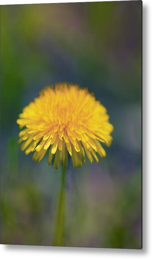 Dandelion Metal Print featuring the photograph Lowly Dandelion by Nancy Dunivin