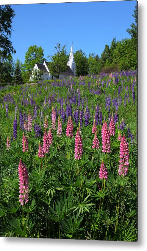 Lupins Metal Print featuring the photograph Lupin Church by Larry Landolfi