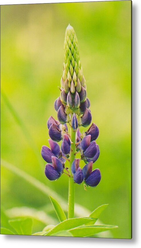 Lupin Metal Print featuring the photograph Lupin by Juergen Roth