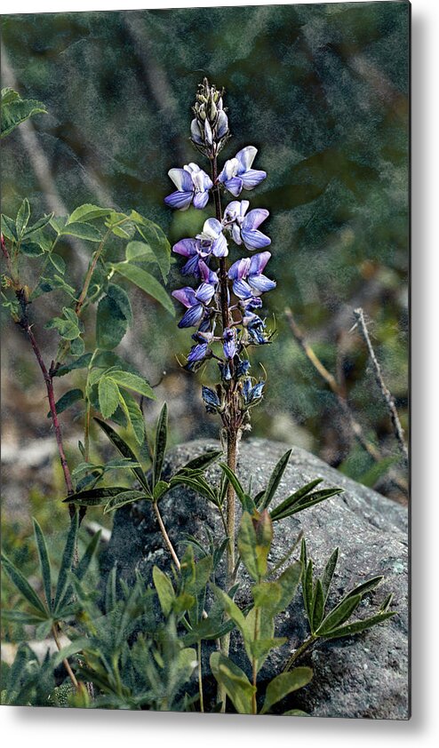 Alaska Metal Print featuring the photograph Lupine 2017 by Fred Denner