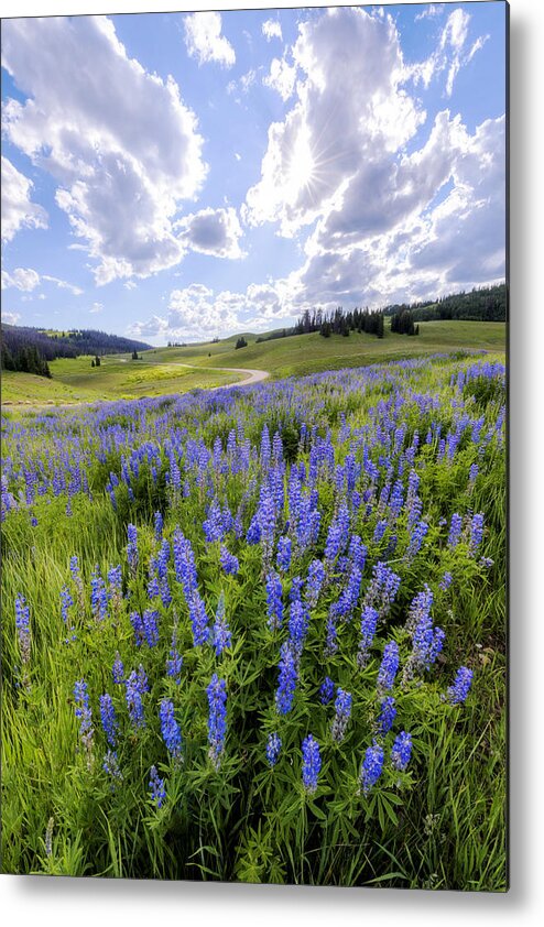 Lupine Pass Metal Print featuring the photograph Lupine Pass by Chad Dutson