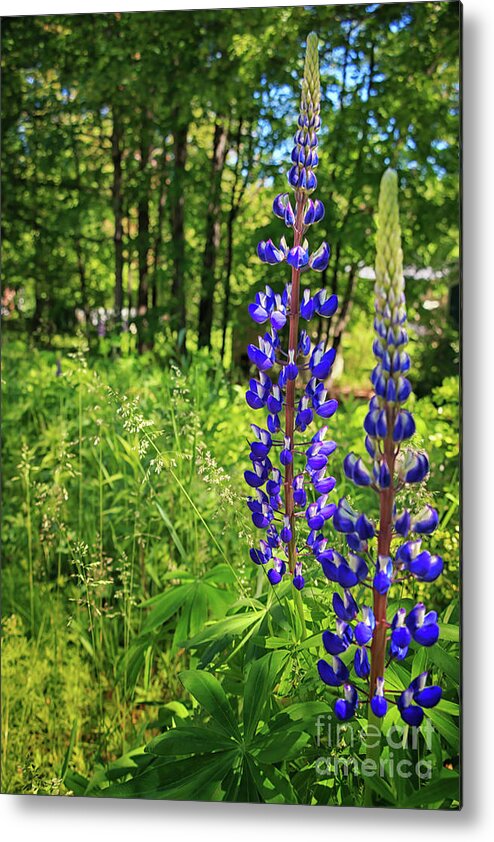 Lupines Metal Print featuring the photograph Lupines Lupines by Elizabeth Dow