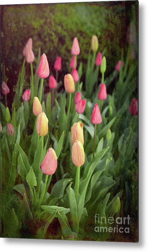 Tulip Metal Print featuring the photograph Tulips Starting to Bloom by Lynn Sprowl