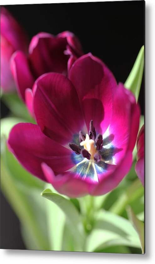 Tulips Metal Print featuring the photograph Magenta Tulips by Tammy Pool