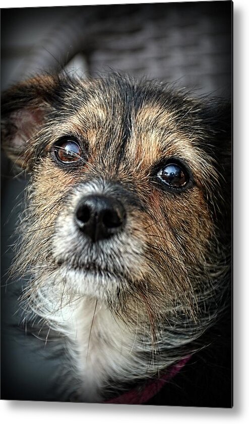 Dogs Metal Print featuring the photograph Maggie by Angie Tirado