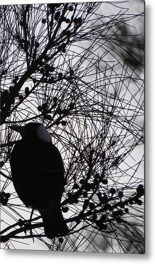 Monochromatic Metal Print featuring the photograph Magpie In A Sheoak by Amanda S Leek