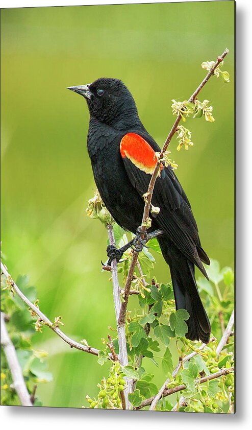 Red-winged Blackbird Metal Print featuring the photograph Male Red-winged Blackbird by Belinda Greb