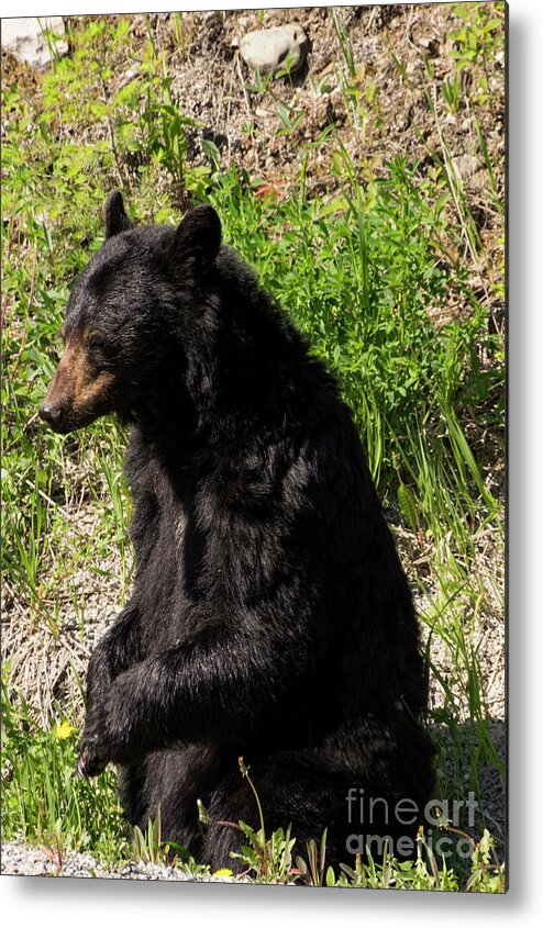 Black Metal Print featuring the photograph Mama Black Bear by Louise Magno