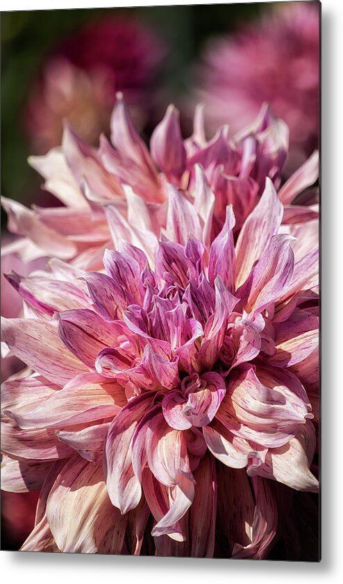 Dahlia Metal Print featuring the photograph Marbled Dahlia, No. 2 by Belinda Greb