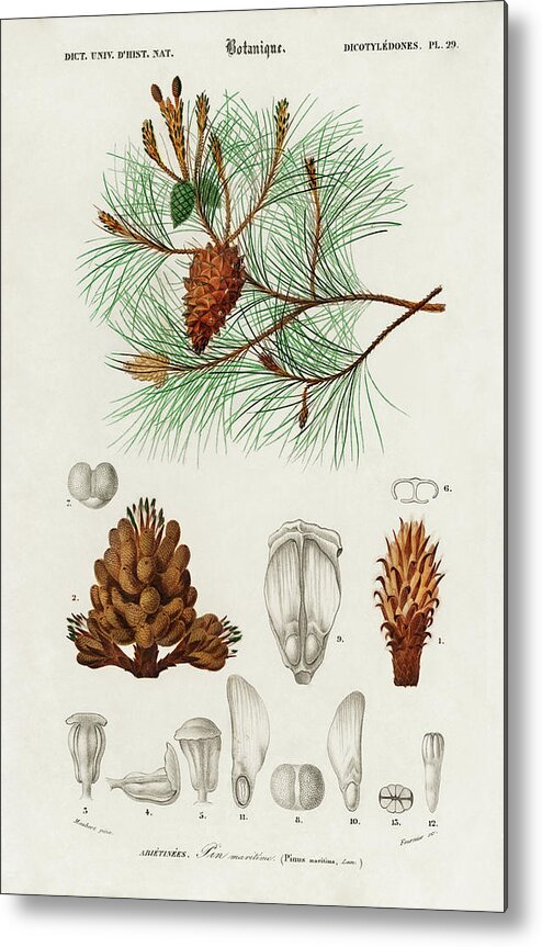 Vintage Metal Print featuring the painting Martime pine - Pinus maritima by Vincent Monozlay